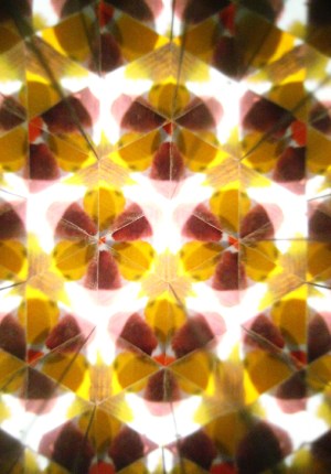 hive