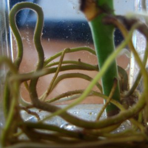 roots1