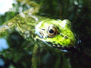 frog