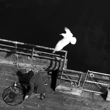 bird