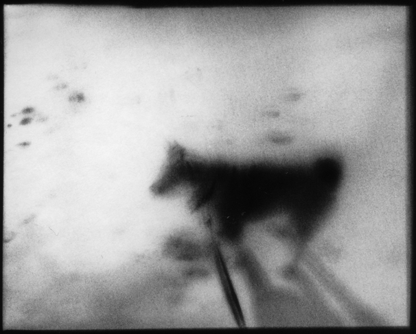 ghostdog