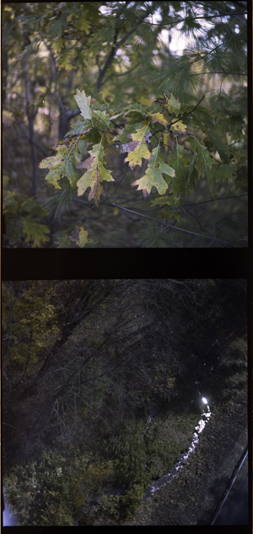 leaves 2