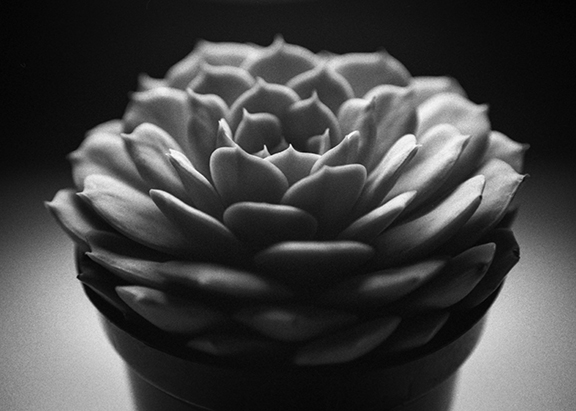 succulent