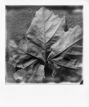 leaf