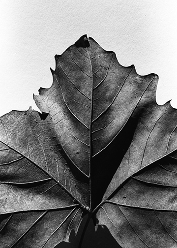 leaf2