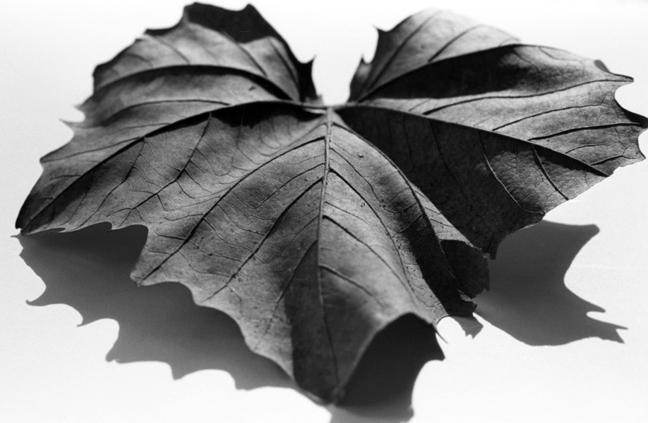 newleaf