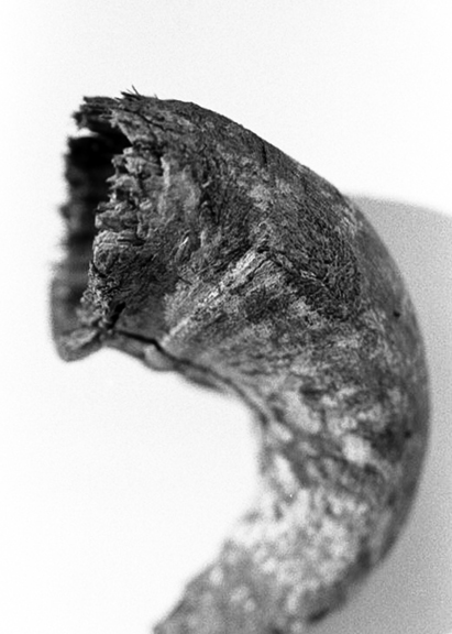 horn